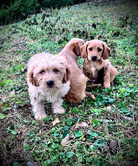 Labradoodle mini - 2