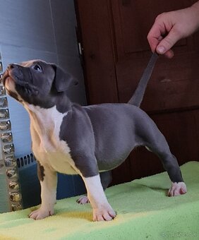 American Bully XL - 2