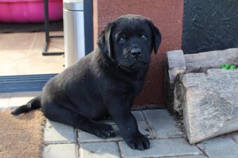 Ponúkame šteniatka labradora s PP k rezervacii - 2