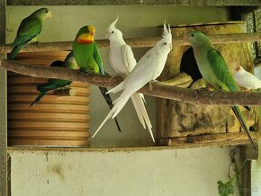 Papagáj nádherný - Baraband - 2