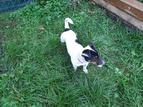 Jack russel JRT - 2