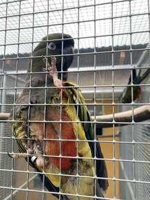 Papagáj dlhochvost patagónsky - 2