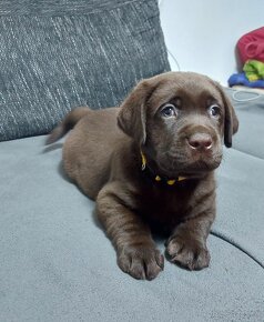 Labrador retriever s PP,Labradorsky retriever - 2