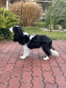 Cavalier King Charles Spaniel - 2