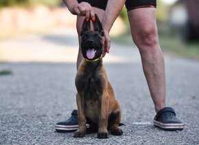 Belgický ovčiak malinois s PP - IHNEĎ K ODBERU - 2