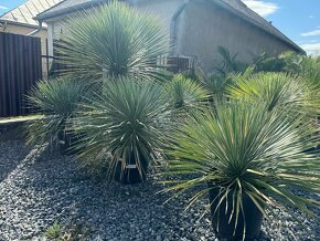 Yucca Rostrata - Juka - mrazuvzdorná palma - 2