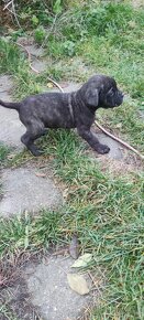 Cane Corso štěňata - 2