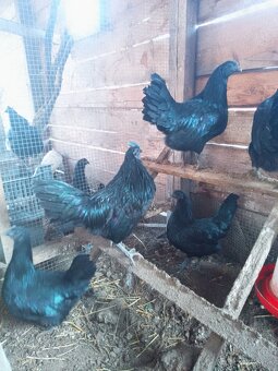 Ayam cemani - 2