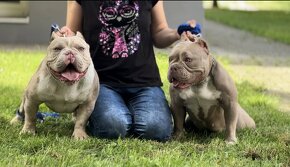American bully - EXOTIC - 2