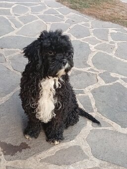 Cavapoo (pudel + kavalier) - 2