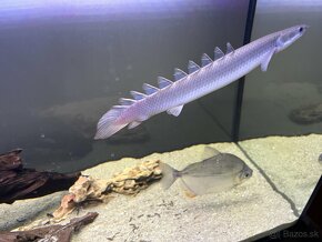 Bichir senegalský - 2