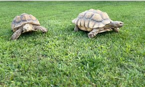 Korytnačka Sulcata - 2