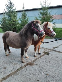 Predám mini horse, pony - 2