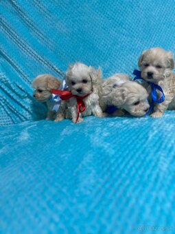 Maltipoo - 2