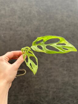 Monstera adansonii Indonesian Marble - 2