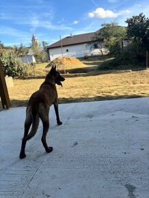 Belgický ovčiak (malinois) NA KRYTIE - 2