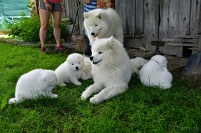 Samojed šteniatka s PP MATYELLA - 2