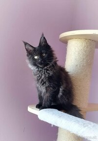 Maine Coon s PP - 2