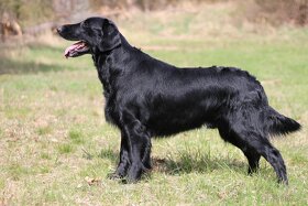 Flat Coated Retriever - chovný pes ke krytí - 2