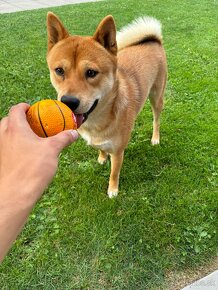 Ponúkam na párenie plemeno Shiba Inu - 2