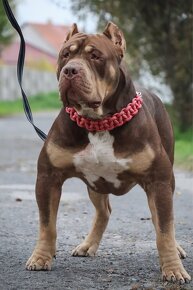 American bully XL S PP/ TOP SPOJENIE - 2