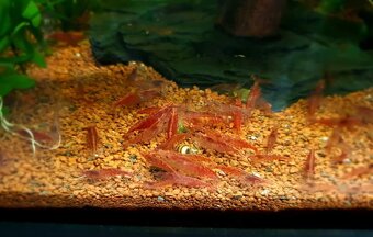 Krevetky neocaridina red cherry - 2