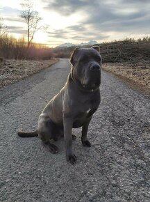 Cane Corso - 2