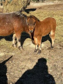 Shetlandský poník - 2