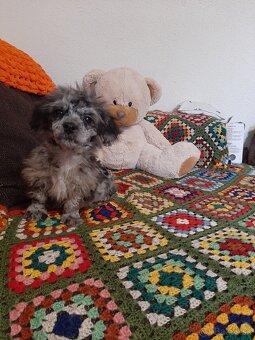 Shih-poo harlekyn - 2