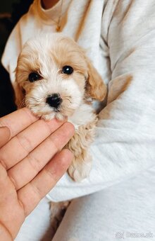 Maltipoo - 2