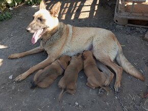 Belgicky ovciak cross malinois - 2