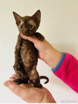 Devon Rex mačka - 2