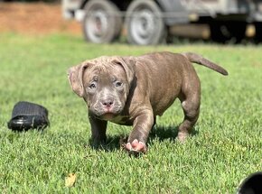 American Bully Pocket - 2