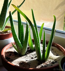 Aloe Vera - 2