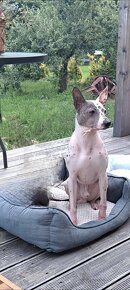 Americký bezsrstý teriér - American Hairless Terrier s PP - 2