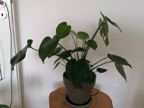 Monstera - 2