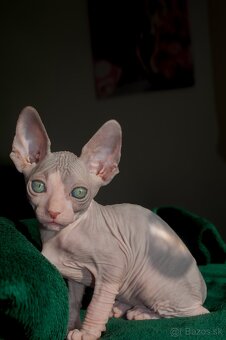 Kanadský Sphynx - 2