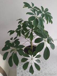 Predám túto zdravú izbovú rastlinu Šeflera stromovitá (dáždn - 2