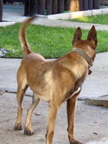 Belgický ovčiak malinois - 2