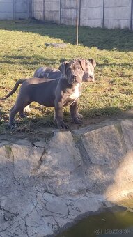 American bully - 2