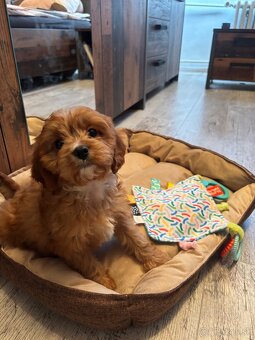 Cavapoo - 2