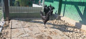 Ayam cemani - 2