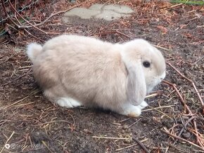 Zajacik Mini Lop darujem za symb.cenu - 2