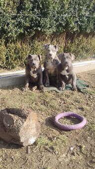 American bully - 2