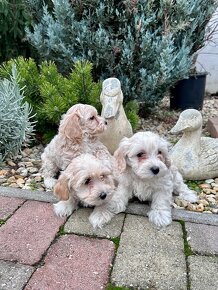 Maltipoo,Pudel,Maltezak - 2