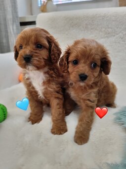 Cavapoo - 2