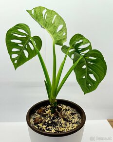 Monstera Adansonii - 2