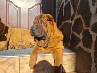 ⭐️SHAR-PEI šteniatko - 2