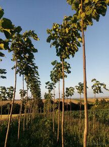 semienka Paulownia - 2