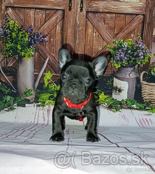 French bulldog/francúzsky buldoček s PP - 2